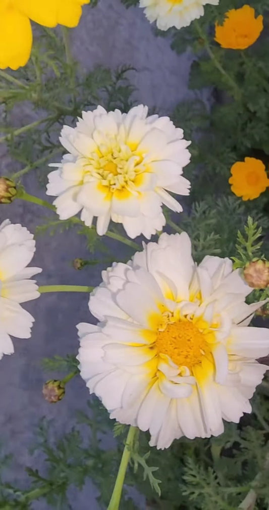 Close-up of white flowers with yellow centers on a blurred natural background