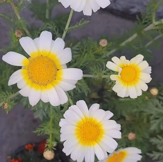 Beautiful Daisy Flowers Seed