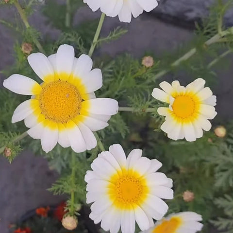 Beautiful Daisy Flowers Seed