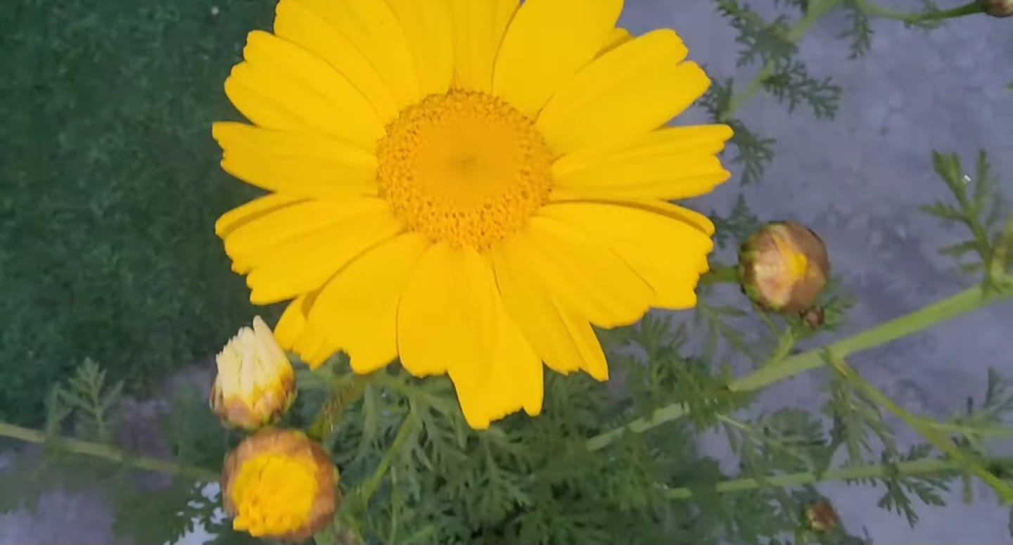 Beautiful Daisy Flowers Seed